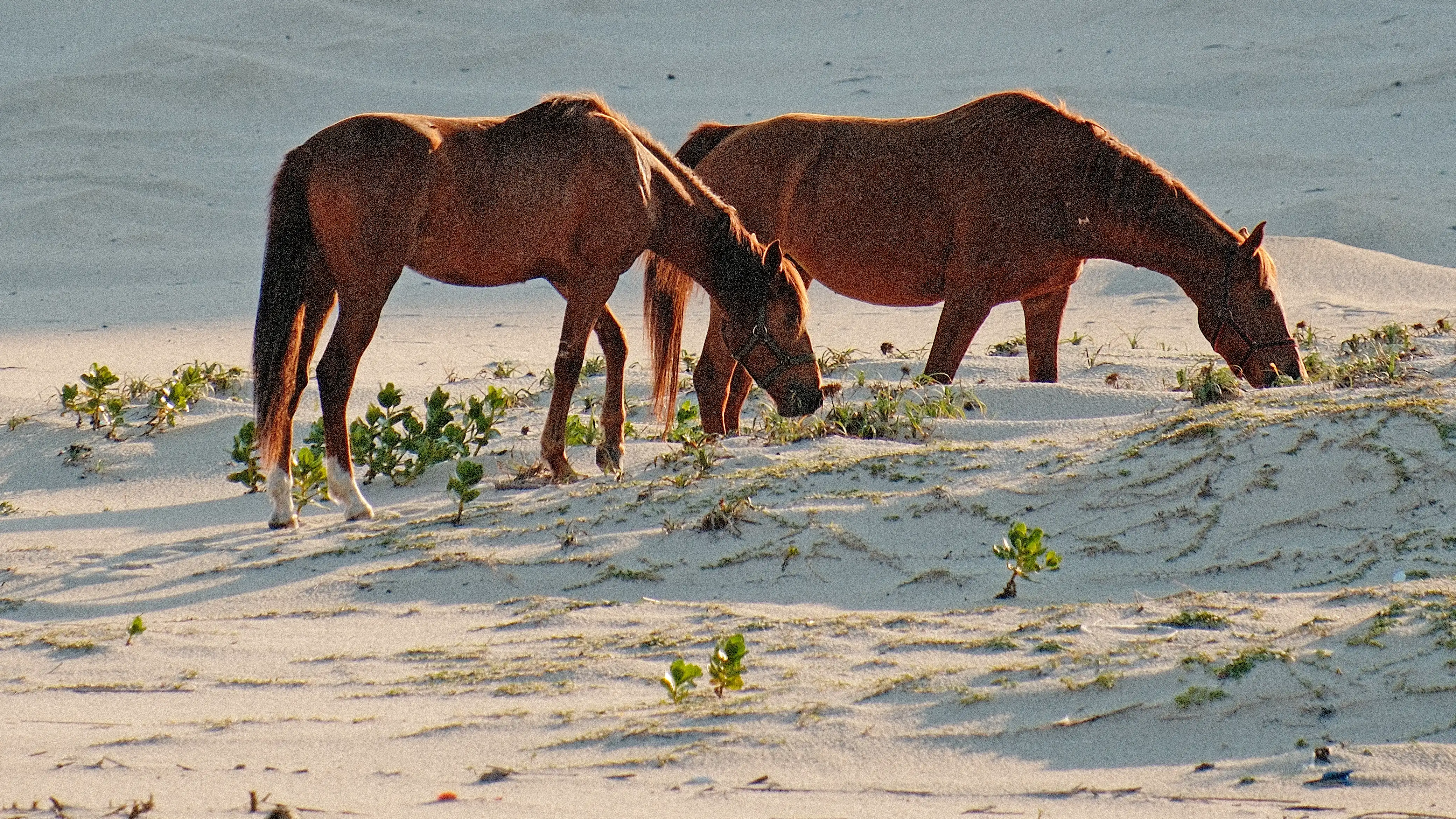 Horses grazing in the dunes