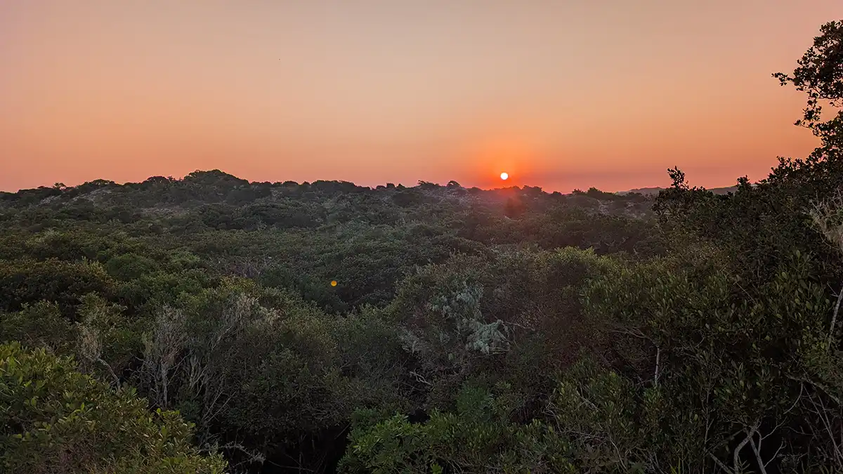 Sunrise over the forest surrounding Dune Beach Hostel