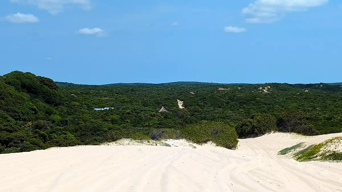 The forest behing the dunes in Calanga